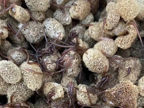 明升官网养殖手艺履历和技巧浅谈