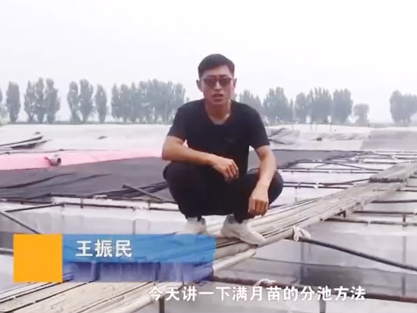 明升官网满月苗的分池要领