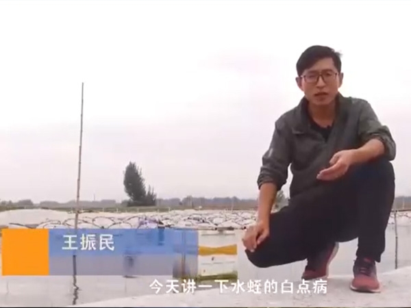 明升官网白点病爆发涯纪律及防治要领