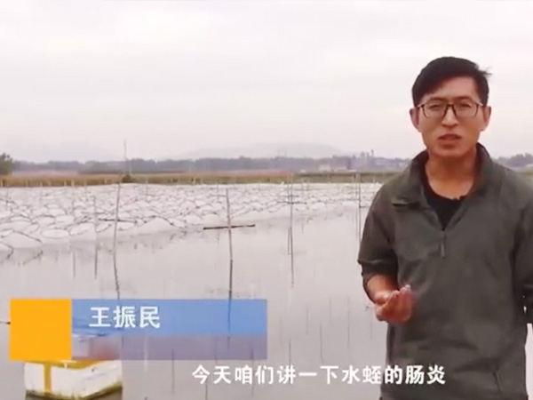 明升官网胀气型肠炎爆发纪律及防治要领