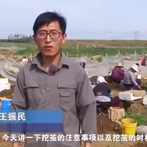 挖茧时机及注重事项