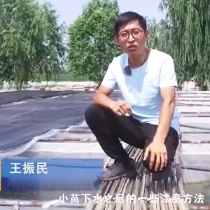 明升官网小苗下水后的注重和操作