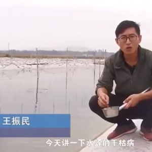 明升官网干枯病爆发涯纪律及防治要领