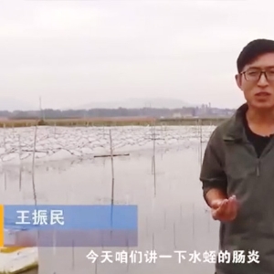 明升官网胀气型肠炎爆发纪律及防治要领